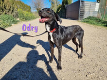 ODRY, Hund, Mischlingshund in Spanien - Bild 6