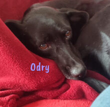 ODRY, Hund, Mischlingshund in Spanien - Bild 7