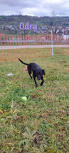 LUCY, Hund, Mischlingshund in Ostelsheim - Bild 11