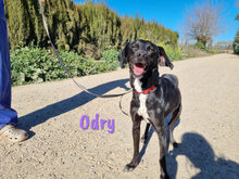LUCY, Hund, Mischlingshund in Ostelsheim - Bild 14