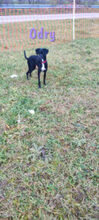 LUCY, Hund, Mischlingshund in Ostelsheim - Bild 15