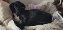 LUCY, Hund, Mischlingshund in Ostelsheim - Bild 4