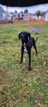 LUCY, Hund, Mischlingshund in Ostelsheim - Bild 5