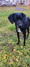 LUCY, Hund, Mischlingshund in Ostelsheim - Bild 9