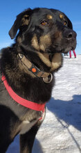 SLAVYANA, Hund, Mischlingshund in Bulgarien - Bild 1