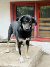 SLAVYANA, Hund, Mischlingshund in Bulgarien - Bild 2