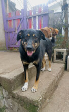 SLAVYANA, Hund, Mischlingshund in Bulgarien - Bild 3