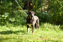 SLAVYANA, Hund, Mischlingshund in Bulgarien - Bild 6