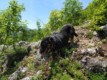 SLAVYANA, Hund, Mischlingshund in Bulgarien - Bild 7