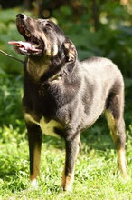 SLAVYANA, Hund, Mischlingshund in Bulgarien - Bild 8