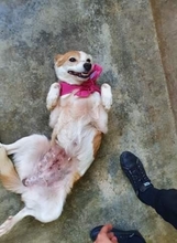 MELISANDE, Hund, Mischlingshund in Portugal - Bild 12