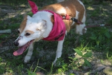 MELISANDE, Hund, Mischlingshund in Portugal - Bild 9