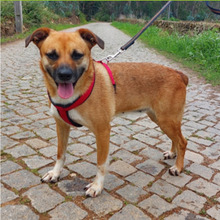 MIMI, Hund, Mischlingshund in Portugal - Bild 1