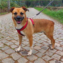 MIMI, Hund, Mischlingshund in Portugal - Bild 3