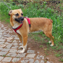 MIMI, Hund, Mischlingshund in Portugal - Bild 4