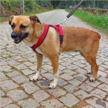 MIMI, Hund, Mischlingshund in Portugal - Bild 6