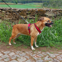 MIMI, Hund, Mischlingshund in Portugal - Bild 7