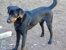 BLACK, Hund, Labrador-Mix in Portugal - Bild 3