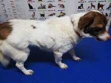 VICKY, Hund, Mischlingshund in Rumänien - Bild 4