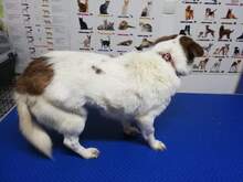 VICKY, Hund, Mischlingshund in Rumänien - Bild 6