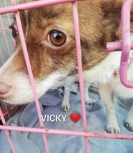 VICKY, Hund, Mischlingshund in Rumänien - Bild 7