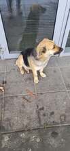 LAVINA, Hund, Mischlingshund in Rumänien - Bild 5
