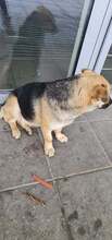 LAVINA, Hund, Mischlingshund in Rumänien - Bild 6