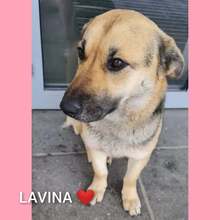 LAVINA, Hund, Mischlingshund in Rumänien - Bild 7