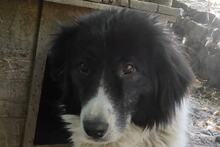 NASTYA, Hund, Mischlingshund in Bulgarien - Bild 1