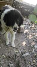 NASTYA, Hund, Mischlingshund in Bulgarien - Bild 2