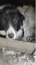 NASTYA, Hund, Mischlingshund in Bulgarien - Bild 3