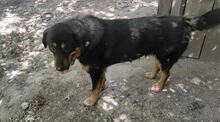MISHETO, Hund, Mischlingshund in Bulgarien - Bild 3