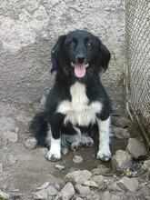 MINA, Hund, Mischlingshund in Bulgarien - Bild 1