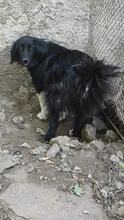 MINA, Hund, Mischlingshund in Bulgarien - Bild 2