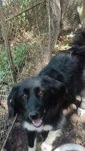 MINA, Hund, Mischlingshund in Bulgarien - Bild 3