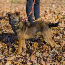 SZOT, Hund, Mischlingshund in Polen - Bild 2