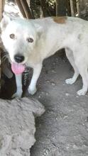 SARA, Hund, Deutscher Schäferhund in Bulgarien - Bild 3