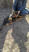 REXON, Hund, Mischlingshund in Bulgarien - Bild 3