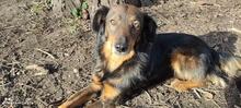 REXON, Hund, Mischlingshund in Bulgarien - Bild 4