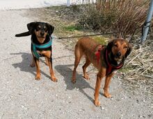 MERLIN, Hund, Mischlingshund in Griechenland - Bild 4