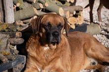 DRACO, Hund, Boxer-Mix in Spanien - Bild 10
