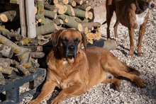 DRACO, Hund, Boxer-Mix in Spanien - Bild 11