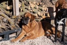 DRACO, Hund, Boxer-Mix in Spanien - Bild 12