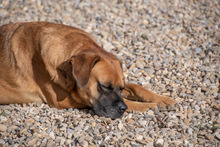 DRACO, Hund, Boxer-Mix in Spanien - Bild 18