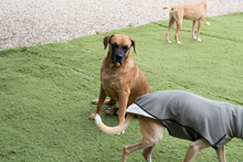 DRACO, Hund, Boxer-Mix in Spanien - Bild 25