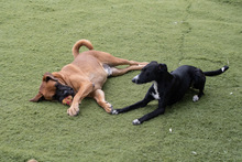 DRACO, Hund, Boxer-Mix in Spanien - Bild 26