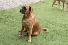 DRACO, Hund, Boxer-Mix in Spanien - Bild 28