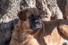 DRACO, Hund, Boxer-Mix in Spanien - Bild 3