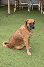 DRACO, Hund, Boxer-Mix in Spanien - Bild 30