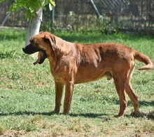 DRACO, Hund, Boxer-Mix in Spanien - Bild 32